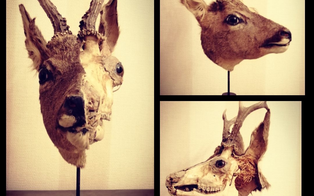 Ostéologie Taxidermie Chevreuil Ecorché