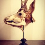 Ostéologie Taxidermie Chevreuil écorché sur piedestal