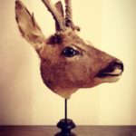 Ostéologie Taxidermie Chevreuil écorché sur piedestal