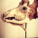 Ostéologie Taxidermie Chevreuil écorché sur piedestal