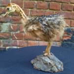 Taxidermie autruchon - Esprit Brocante Hermin