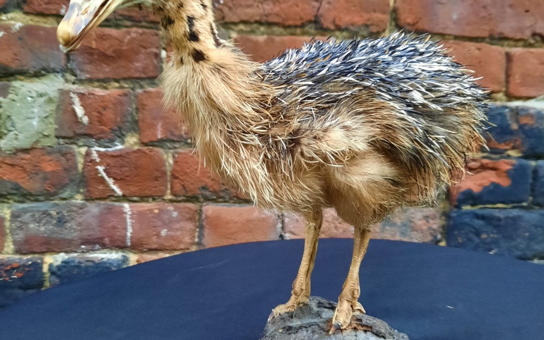 Taxidermie Autruchon XXIème