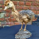 Taxidermie autruchon - Esprit Brocante Hermin