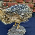 Taxidermie autruchon - Esprit Brocante Hermin