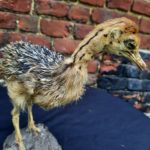 Taxidermie autruchon - Esprit Brocante Hermin