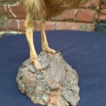 Taxidermie autruchon - Esprit Brocante Hermin